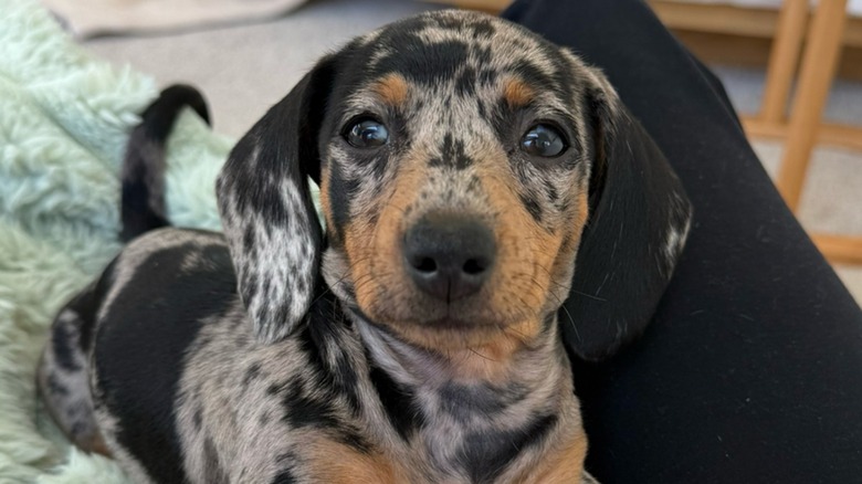 Mini dapple dachshund on a green blanket.
