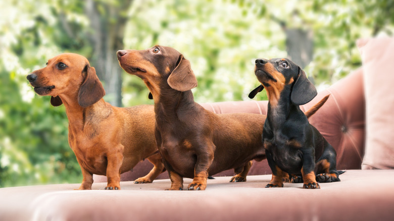 Several coat colors of dachshund on an outdoor couch.