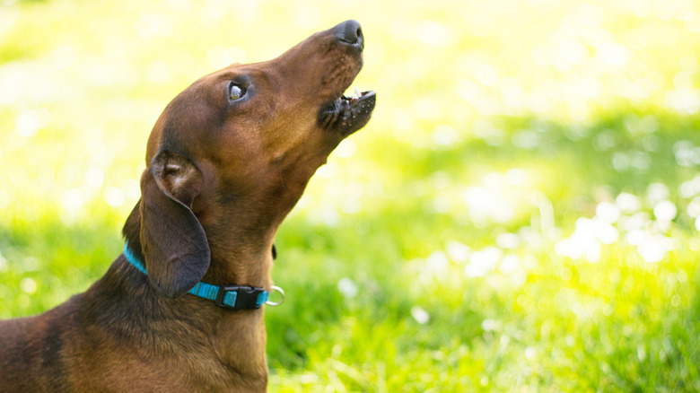 A dachshund barking in the park.