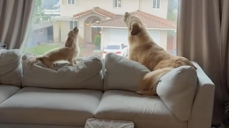 This mini dachshund and golden retriever howl out the front window on TikTok.