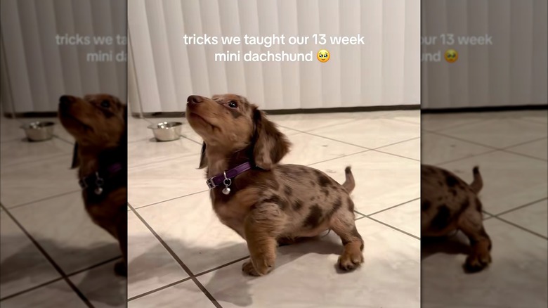 Mini dachshund performing tricks