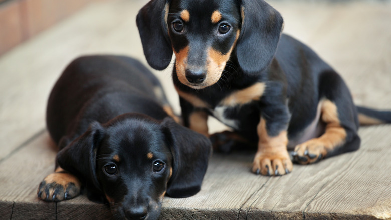 Two dachshund puppies looking at camera