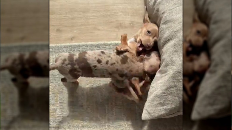 Two dachshund puppies wrestling