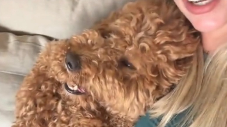 Mini goldendoodle holding paw in mouth snuggling mom
