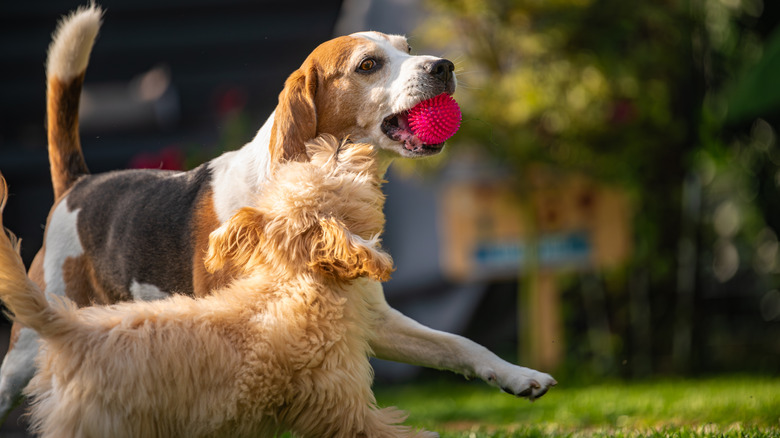 Adult beagle plays with maltipoo puppy.