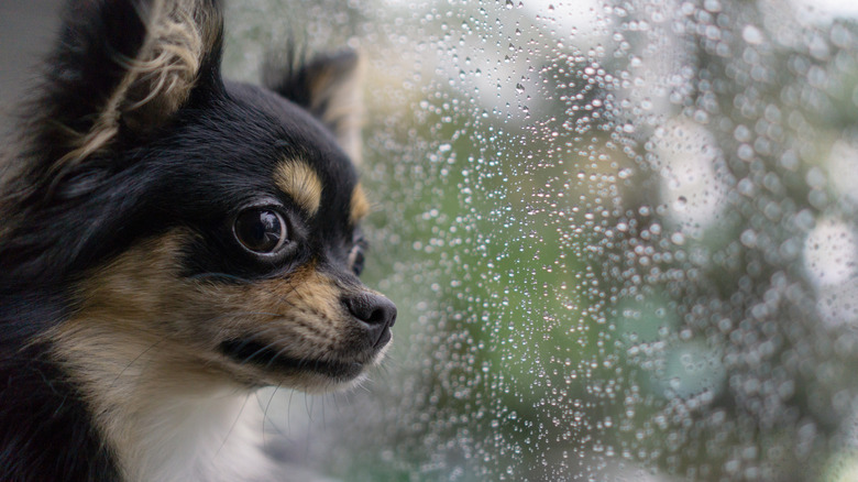 Small dog looking out a rainy window.