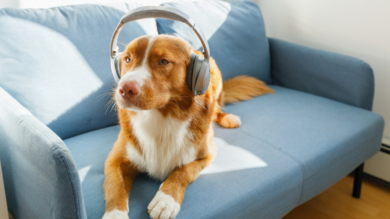 A dog sitting on a couch with headphones on.