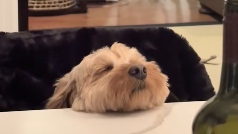 A mini goldendoodle named Macie on TikTok loves listening to Celine Dion.