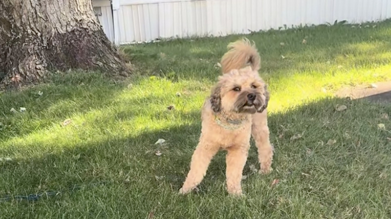 Mini goldendoodle named McGregor is about to run free in posted TikTok video.