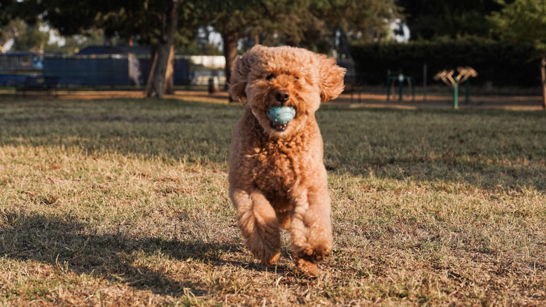 Mini goldendoodle playing in the park