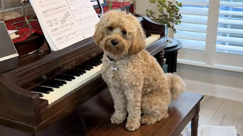 Whiskey the mini goldendoodle from TikTok is learning to play the piano.