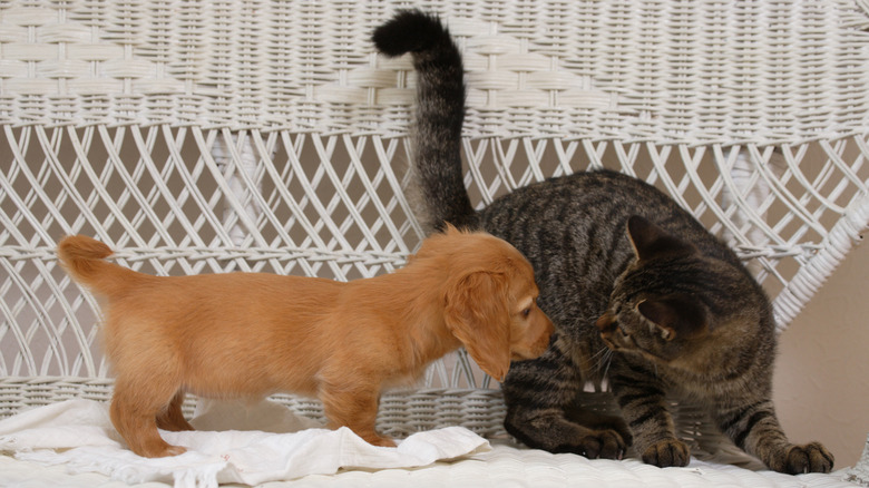 Puppy sniffing cat