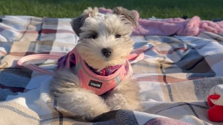 Mini schnauzer lying on blanket outside