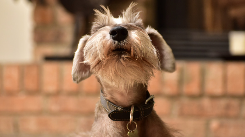 Schnauzer sitting outside barking