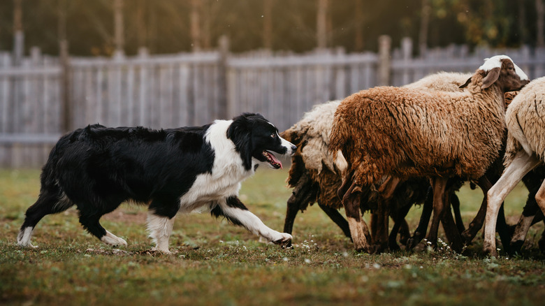 A border collie dog herds livestock.