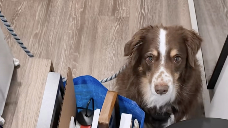 A mini shepherd on TikTok has to stay separated on moving day.