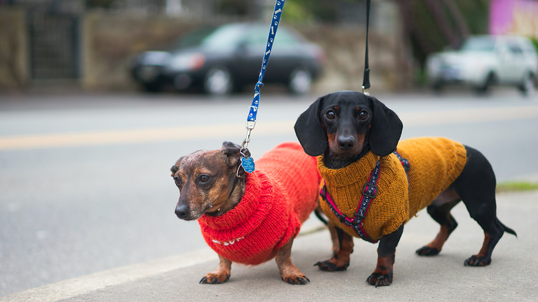 Two dachshunds in sweaters, being walked on leash