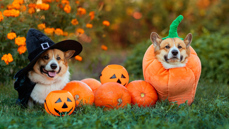 Two small dogs in Halloween costumes outdoors, seated next to pumpkins