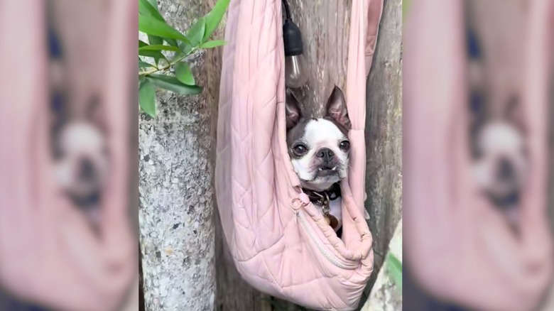 Boston terrier hangs in a pink dog-sized hammock.
