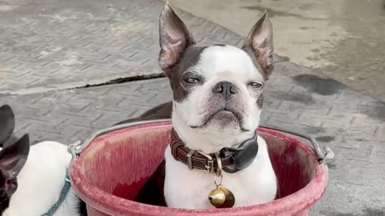 Boston terrier relaxes in a red water bucket.