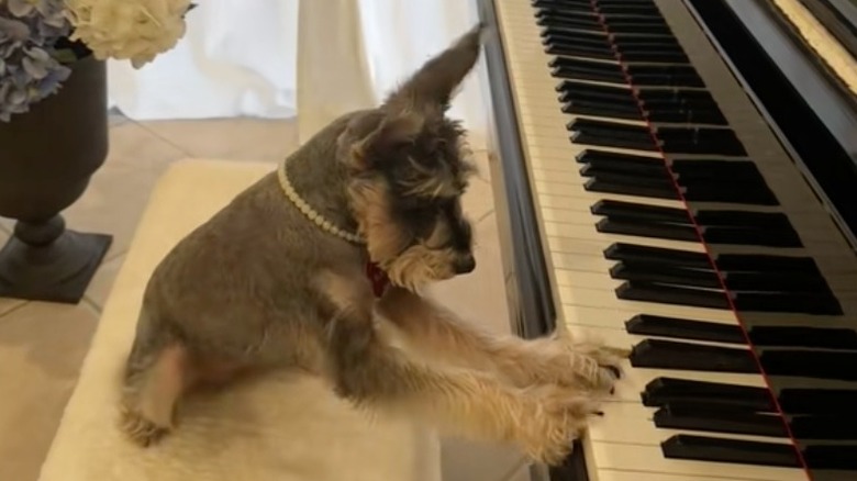 Miniature schnauzer wearing a pearl collar plays the piano on a plush cream-colored bench. Behind the dog, there is a grey vase with blue and white flowers.