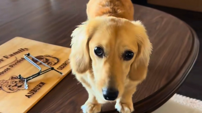 Tan dachshund stands on a dining room table.
