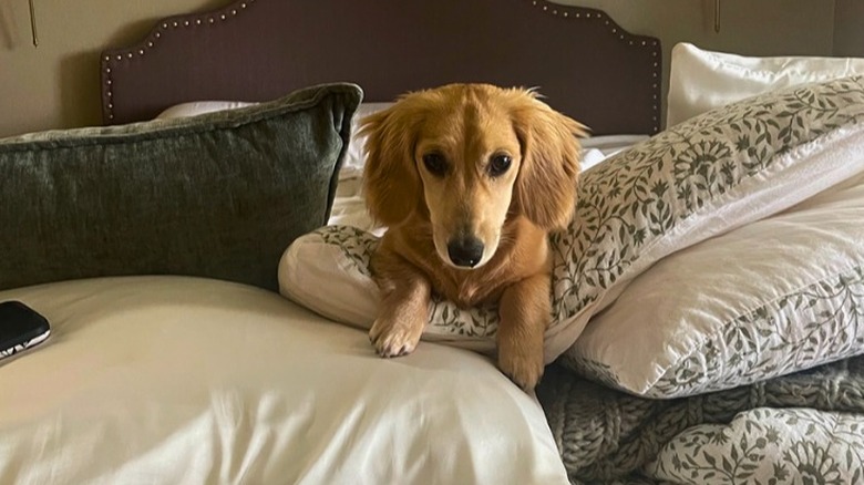 Dachshund lays on a bed full of tan and green pillows.