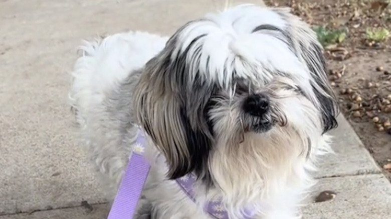 A rescue shih tzu named Miss Muffin was found abandoned in Texas.