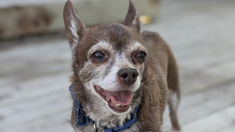 Small, senior dog on a deck with its mouth open. If you find a stray dog, the first priority is getting them somewhere safe without putting yourself at risk. Approach them slowly, especially if they seem frightened, and check for a collar with ID tags. If you are able to secure the pooch, take them to a local veterinarian or animal shelter to be scanned for a microchip, as this can help locate the owner.  If it's clear the dog is elderly, or if the vet tells you so, the dog will need more care and resources than if it was a young, healthy pup. Abandoned senior dogs need extra attention and accommodations because they may have arthritis, vision or hearing loss, or other age-related health issues that can quickly leave them weak or dehydrated from wandering around on their own outside.  If you wind up with an abandoned senior dog at your home, make sure to give them some fresh water and find them a comfortable space to sleep. If the owner can't be found, contact a reputable rescue organization or animal shelter with experience caring for senior dogs to ensure they receive the medical attention and specialized care they most likely need.