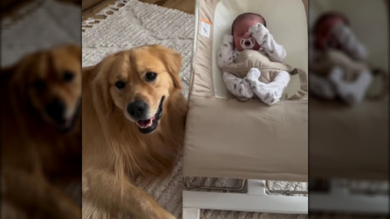 A smiling golden retriever sitting next to a baby in a bouncy seat.
