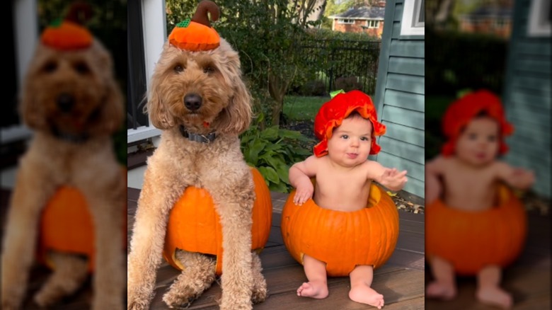 A goldendoodle and baby sitting inside real pumpkins.