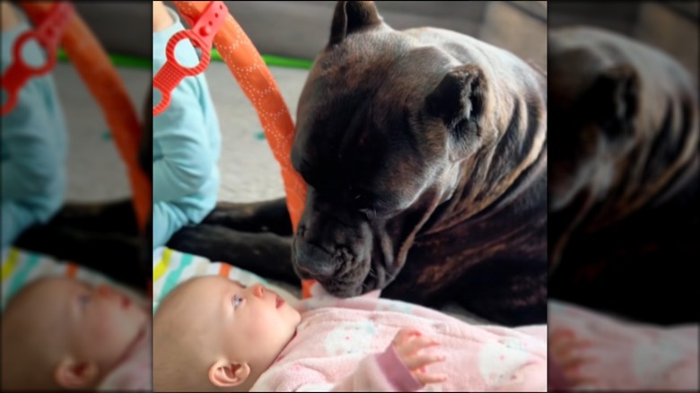 A cane corso looking at a baby lying on the ground.