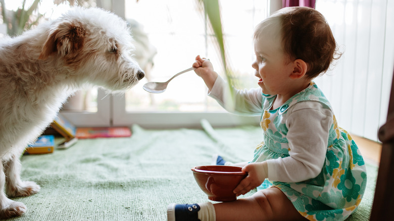 A fluffy dog being spoon fed by a baby girl in a green dress.