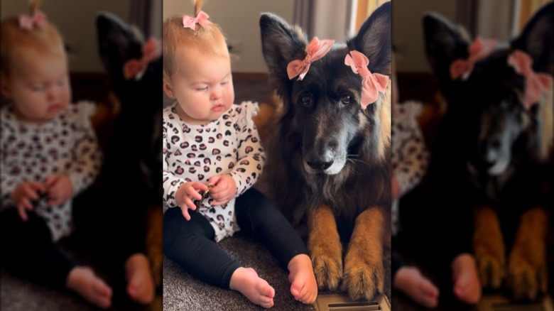 A baby and a German shepherd in matching pink hair bows.