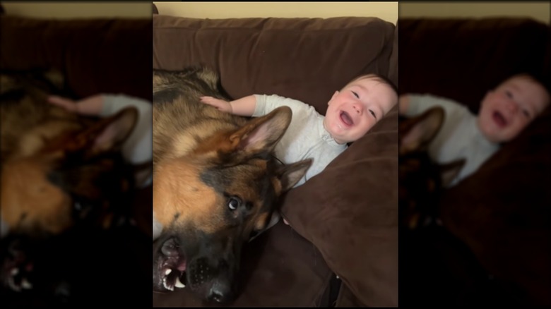A laughing baby hugging a German shepherd on a couch.