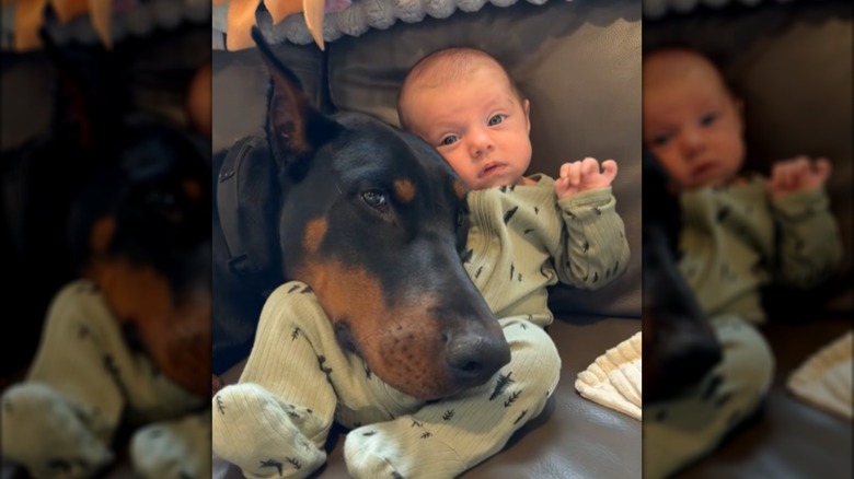 A Doberman cuddling with a small, blue-eyed baby
