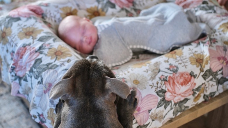 A small dog standing on its hind legs to look at a sleeping newborn.