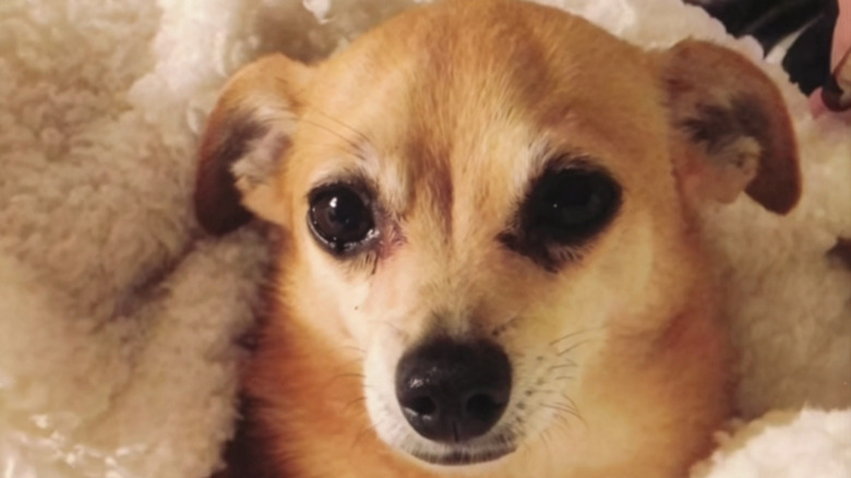 Close-up of a Chihuahua nestled in a fluffy blanket