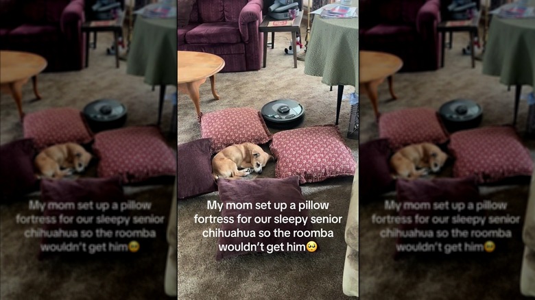 A Chihuahua sleeps on the carpeted floor, surrounded by pillows