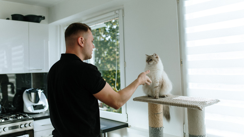 Man in home extending his hand out to cat atop cat tower in kitchen