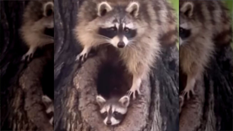 Multiple raccoons inside a tree hollow.