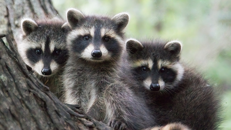 Young raccoons on a tree.