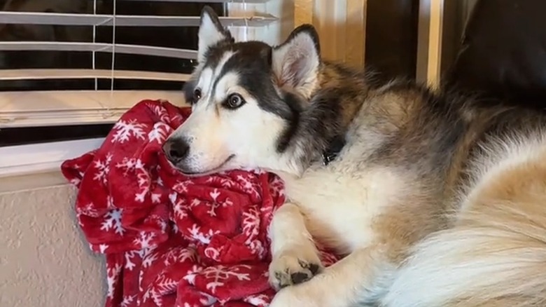 Husky with one blue eye and one grey stares excitedly ahead while laying on a red and white patterned blanket.