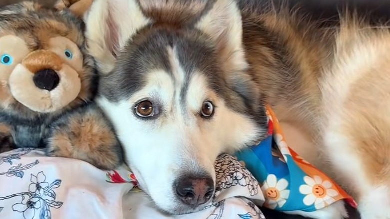 Husky wearing a floral smiley bandana lays beside a fuzzy toy with blue eyes.