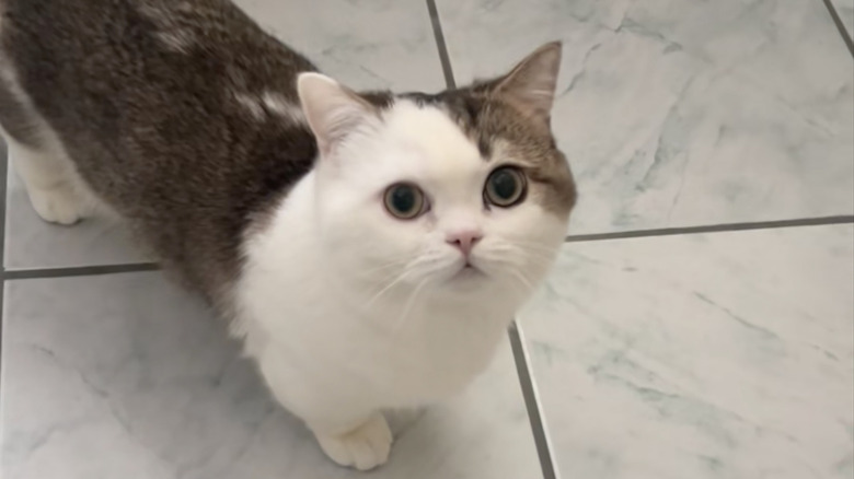 A munchkin cat on TikTok who knows how to do tricks.