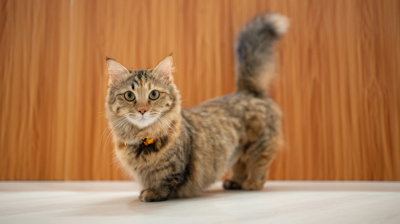 Cute little munchkin cat with long hair looks at the camera.