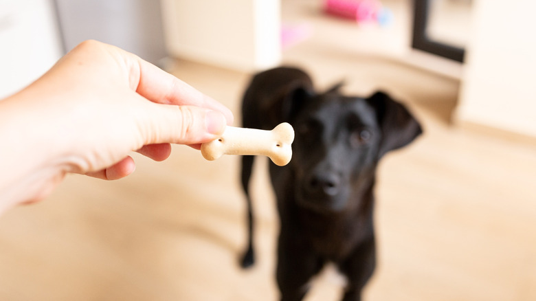 Dog focused on a treat held just out of reach.