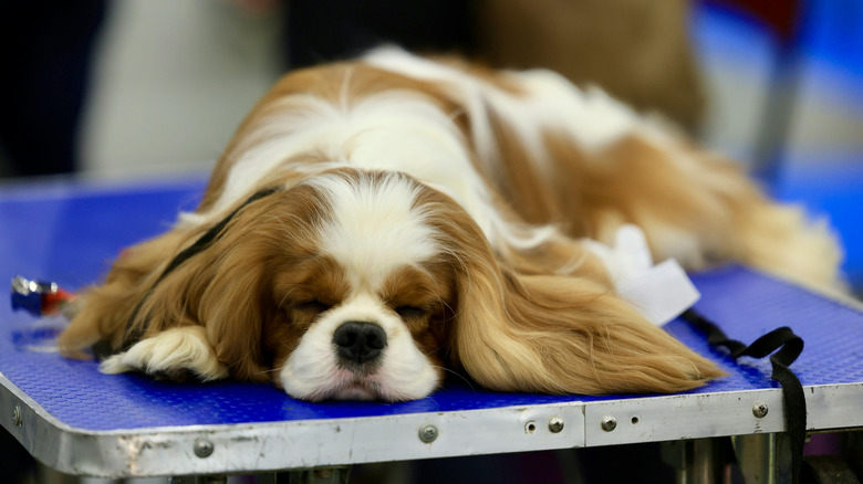 Relaxed dog on a grooming table.