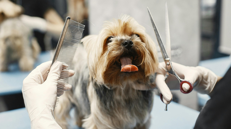 Dog looking up at grooming tools.