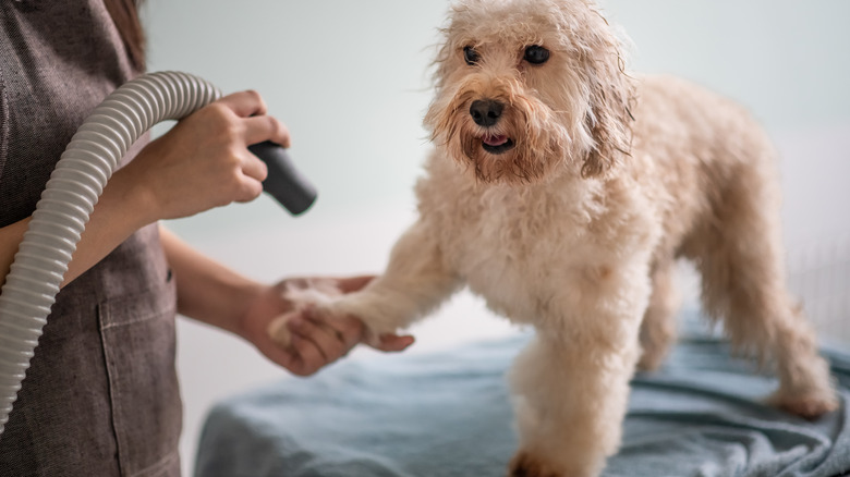 Dog standing calmly on a makeshift grooming table.